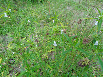 borreria植物包括杂草很容易发现字段字段印尼植物白色<strong>花甲</strong>虫爱植物