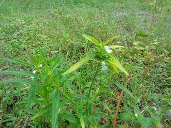 borreria植物包括杂草很容易发现字段字段印尼植物白色<strong>花甲</strong>虫爱植物