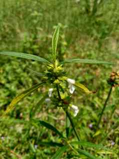 borreria植物包括杂草很容易发现字段字段印尼植物白色花甲虫爱植物