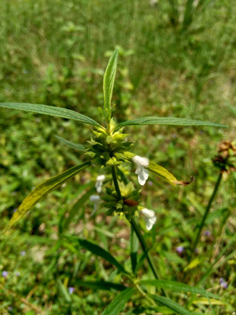 borreria植物包括杂草很容易发现字段字段印尼植物白色<strong>花甲</strong>虫爱植物