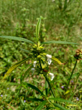 borreria植物包括杂草很容易发现字段字段印尼植物白色花甲虫爱植物