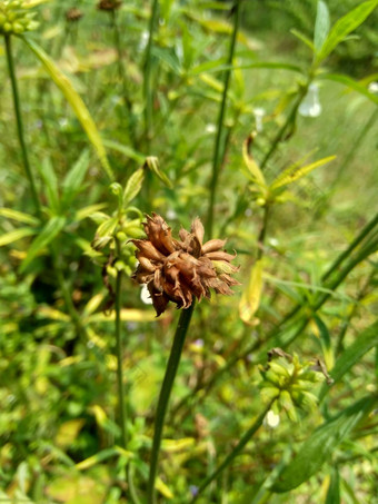 borreria植物包括杂草很容易发现字段字段印尼植物白色花甲虫爱植物