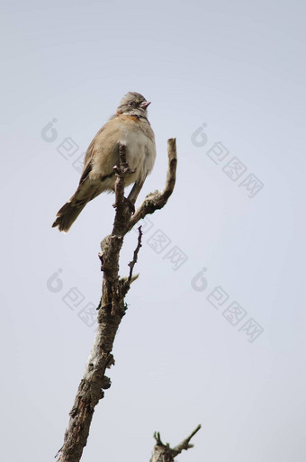 Rufous-collared<strong>麻雀</strong>栖息树分支