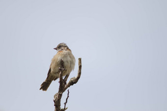 Rufous-collared麻雀栖息树分支