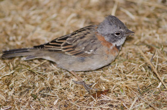 Rufous-collared<strong>麻雀</strong>zonotrichia卡彭西斯喂养地面