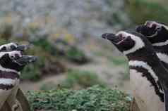 以麦哲伦命名的企鹅奥特韦声音企鹅储备