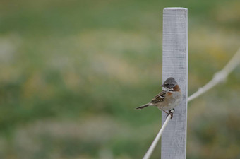 Rufous-collared<strong>麻雀</strong>zonotrichia卡彭西斯栖息绳子