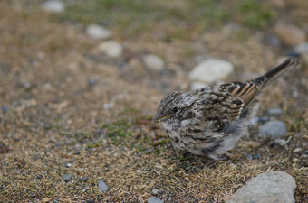 少年Rufous-collared<strong>麻雀</strong>奥特韦声音企鹅储备