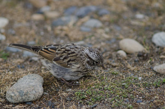 少年Rufous-collared<strong>麻雀</strong>奥特韦声音企鹅储备