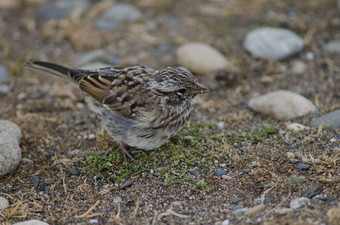 少年Rufous-collared<strong>麻雀</strong>奥特韦声音企鹅储备