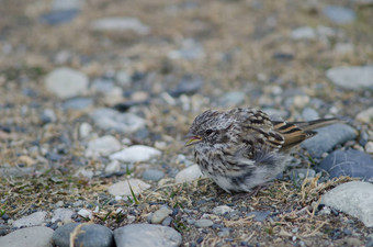 少年Rufous-collared<strong>麻雀</strong>奥特韦声音企鹅储备