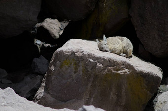 南部兔鼠lagidiumviscacia日光浴岩石