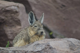 南部兔鼠lagidiumviscacia休息Parinacota