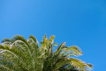 棕榈叶子阳光清晰的万里无云的蓝色的天空背景复制空间概念夏季假期热带地区自然异国情调的的地方社会媒体旅行机构底视图