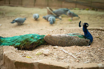 美丽的孔雀孔雀显示尾巴孔雀传播翅膀配置文件
