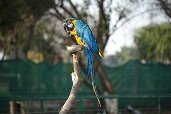 蓝色的黄色的金刚鹦鹉蓝色的黄金金刚鹦鹉吃螺母动物园成员大集团新热带区的鹦鹉