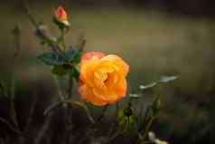 美丽的花橙色玫瑰开花自然花园分支绿色叶子