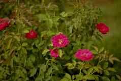 色彩斑斓的美丽的精致的红色的玫瑰花园美丽的红色的玫瑰花园