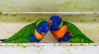 特写镜<strong>头彩</strong>虹吸蜜鹦鹉夫妇梳理羽毛典型的鸟行为热带动物specie澳大利亚