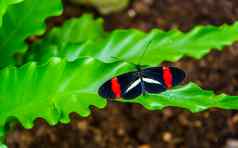 宏特写镜头小红色的邮递员蝴蝶开放翅膀热带昆虫specie科斯塔黎加美国