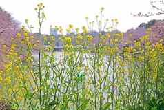 自然路边开花野花草日本户外