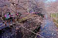 城市河传统的灯樱花樱桃开花花