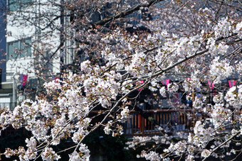白色樱花樱桃开花花树东京城市