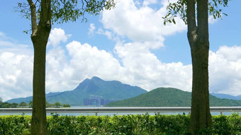 树绿色植物湖蓝色的天空白色云