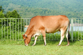 棕色（的）牛吃绿色草储层