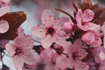 特写镜头图像开花李属serrulata开花樱桃树春天时间