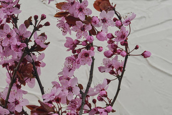 李属serrulata日本樱桃被称为山樱桃东方樱桃东亚洲樱桃花3月Selecitve焦点阳光白色变形背景