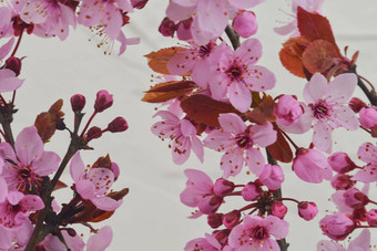 樱桃开花春天美丽的粉红色的花李属serrulata日本樱桃被称为山樱桃东方樱桃东亚洲樱桃花3月Selecitve焦点阳光白色变形背景