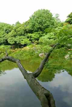 垂直绿色树水池塘日本公共公园