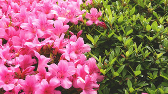 粉红色的开花花卉<strong>绿色植物户外</strong>装饰