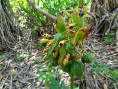塔卡莱昂托佩塔洛伊德斯波利尼西亚竹芋斐济竹芋东印度群岛竹芋pia自然背景