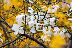背景模糊的黄色的花连翘白色木兰植物花园基辅乌克兰