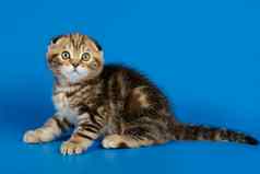 苏格兰褶皱短毛猫猫彩色的背景