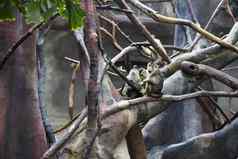 集团猴子动物园坐着树玩