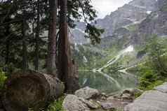 美丽的夏天高山山湖视图覆盖绿色树秋天树石头前面反射山水水晶清晰的水欧洲阿尔卑斯山脉