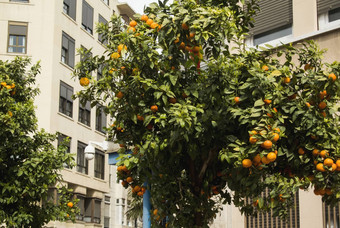 橙色树街瓦伦西亚西班牙橘子树成熟的水果街瓦伦西亚