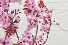 李属serrulata日本樱桃被称为山樱桃东方樱桃东亚洲樱桃花3月Selecitve焦点阳光白色变形背景