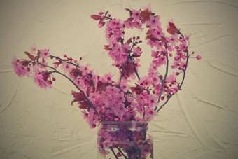 樱桃开花花瓶美丽的粉红色的花李属serrulata日本樱桃被称为山樱桃东方樱桃东亚洲樱桃花3月白色变形背景极简主义reductivism概念