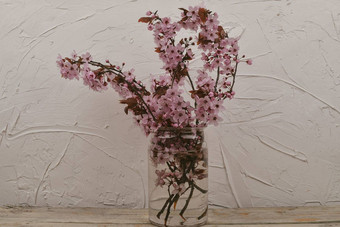 樱桃开花花瓶美丽的粉红色的花李属serrulata日本樱桃被称为山樱桃东方樱桃东亚洲樱桃花3月白色变形背景极简主义reductivism概念复制空间