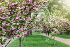 公园小巷年轻的树盛开的粉红色的樱花乌克兰基辅