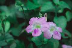 小长春花植物文卡花- - - - - -Catharanthusroseus也叫lochnera罗塞亚乐观小长春花小长春花粉红色的花味蕾关闭色彩斑斓的小长春花花植物