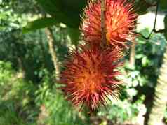 红毛丹Nephelium近10自然背景红毛丹异国情调的水果水果印尼多汁的甜蜜的
