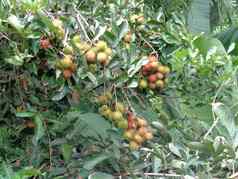 红毛丹Nephelium近10自然背景红毛丹异国情调的水果水果印尼多汁的甜蜜的