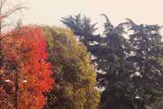 秋天自然公园秋天叶子树在户外米兰