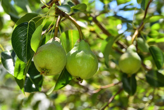 梨日益增长的梨树