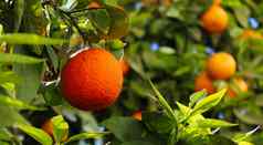 成熟的橙色焦点橙色叶子背景